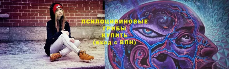 Галлюциногенные грибы Cubensis  купить   Кропоткин 